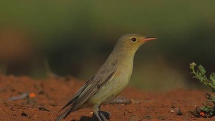 Icterine Warbler