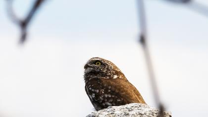 Little Owl