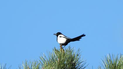 Eurasian Magpie