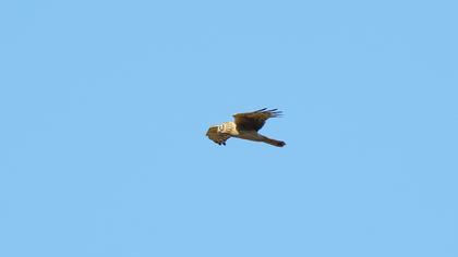 Hen Harrier