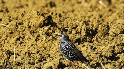 Common Starling