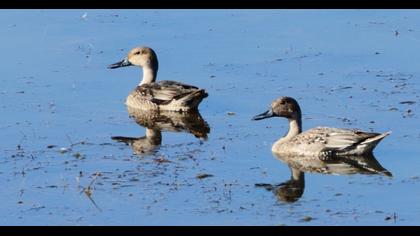 Northern Pintail
