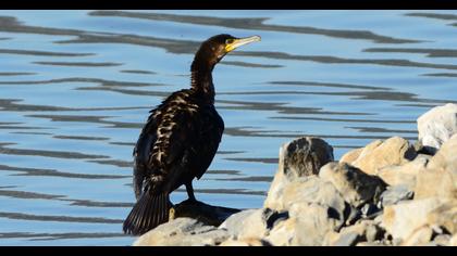 Great Cormorant