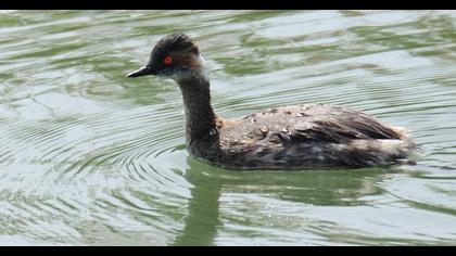 Karaboyunlu batağan