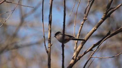 Long-tailed Tit