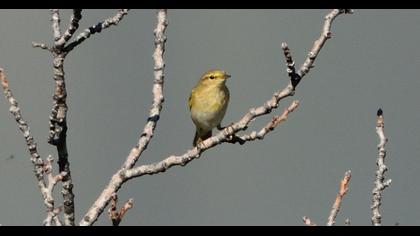 Common Chiffchaff