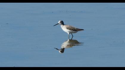 Common Greenshank