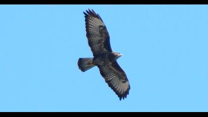 Common Buzzard