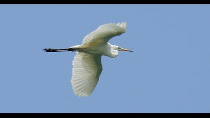 Great Egret