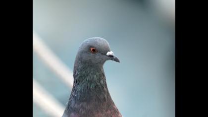 Rock Dove