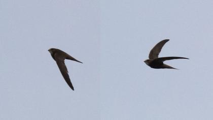 Common Swift