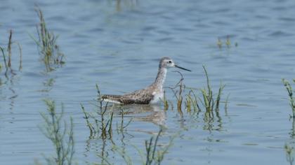 Marsh Sandpiper