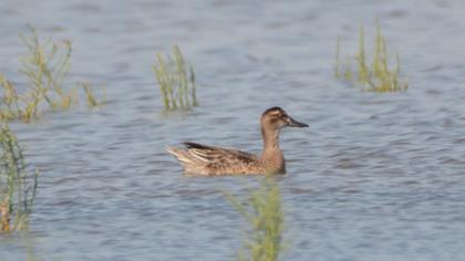 Garganey