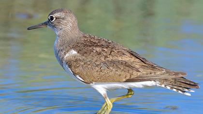 Common Sandpiper