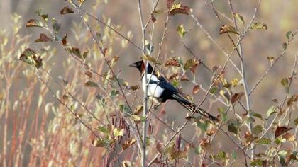 Eurasian Magpie