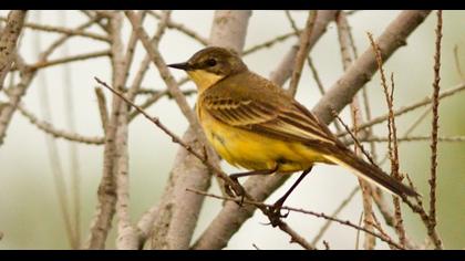 Western Yellow Wagtail