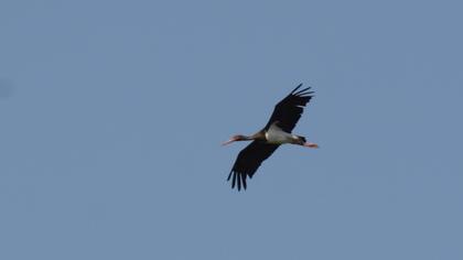 Black Stork
