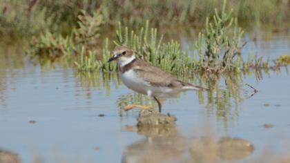 Little Ringed Plover