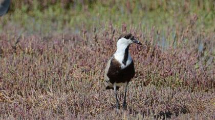 Spur-winged Lapwing