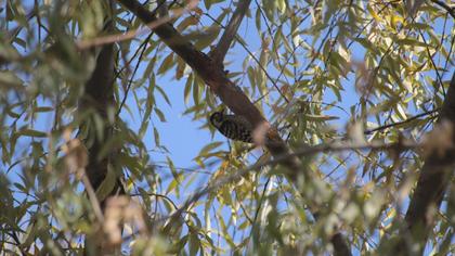 Lesser Spotted Woodpecker