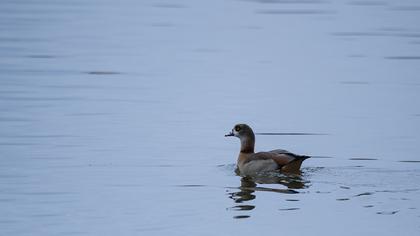 Egyptian Goose