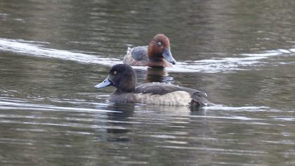 Tufted Duck