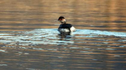 Black-necked Grebe