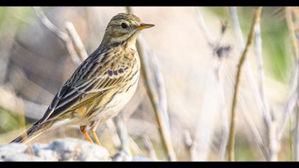 Meadow Pipit