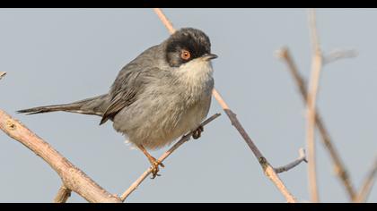 Sardinian Warbler