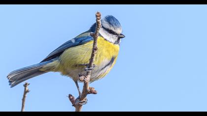 Eurasian Blue Tit