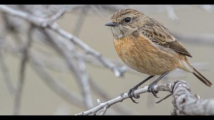 European Stonechat