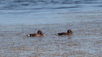 Ferruginous Duck