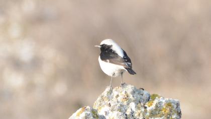 Finsch`s Wheatear