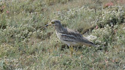Eurasian Stone-curlew