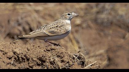 Greater Short-toed Lark