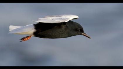 White-winged Tern