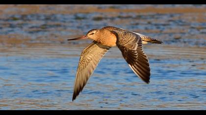 Bar-tailed Godwit