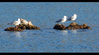 Audouin`s Gull