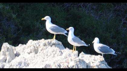 Yellow-legged Gull