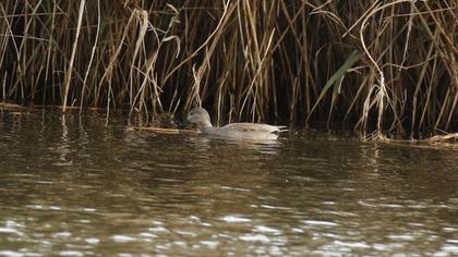 Gadwall
