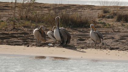 Great White Pelican