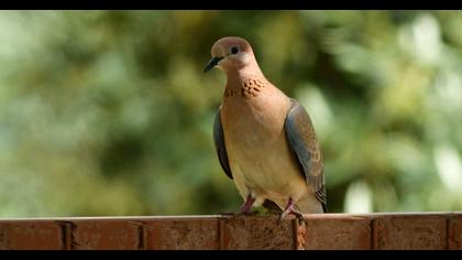 Laughing Dove