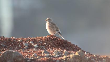 Common Linnet