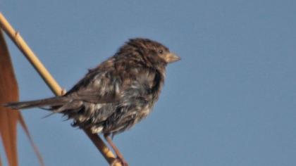 House Sparrow