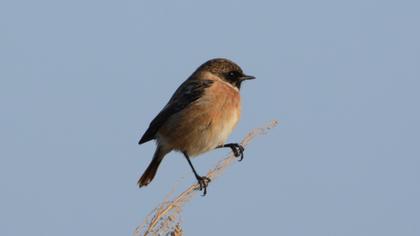 European Stonechat