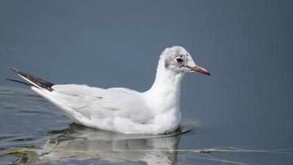 Black-headed Gull