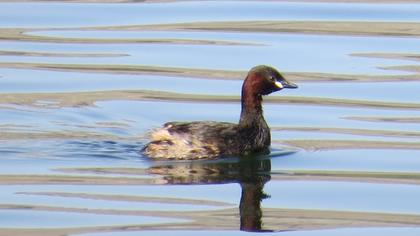 Little Grebe