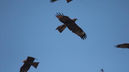 Black Kite