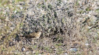 Rock Sparrow