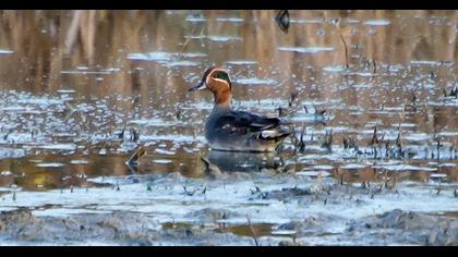 Eurasian Teal